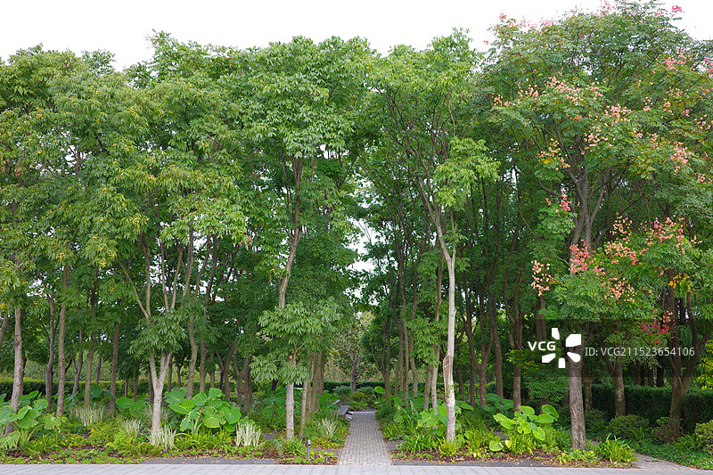 中国上海浦东新区世博文化公园世博花园内植物图片素材