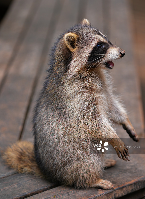 云南普洱森林公园里的浣熊图片素材