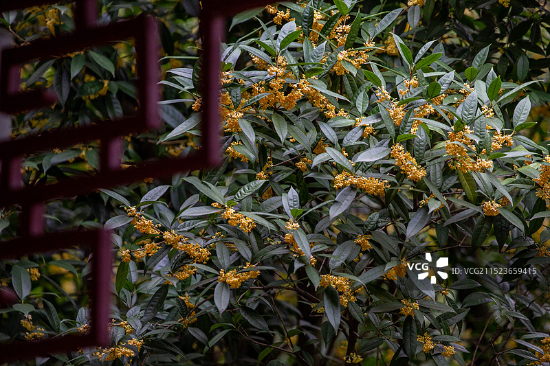 四川省绵阳市户外桂花，无人图片素材