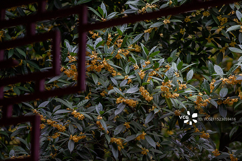 四川省绵阳市户外桂花，无人图片素材