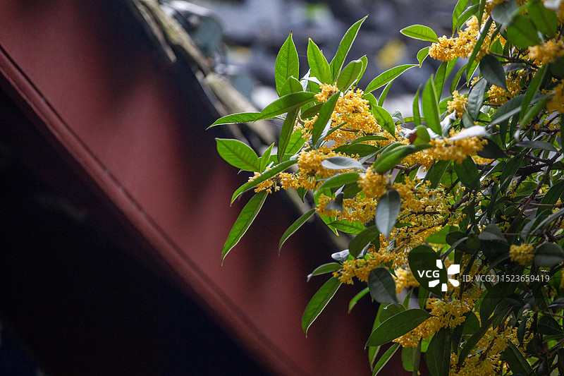 四川省绵阳市户外桂花，无人图片素材