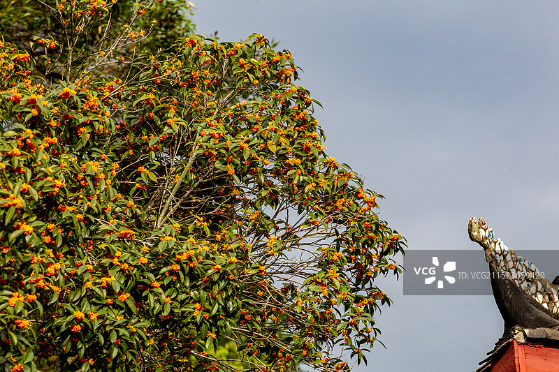 四川省绵阳市户外桂花，无人图片素材