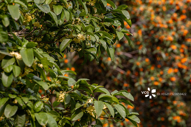 四川省绵阳市户外桂花，无人图片素材