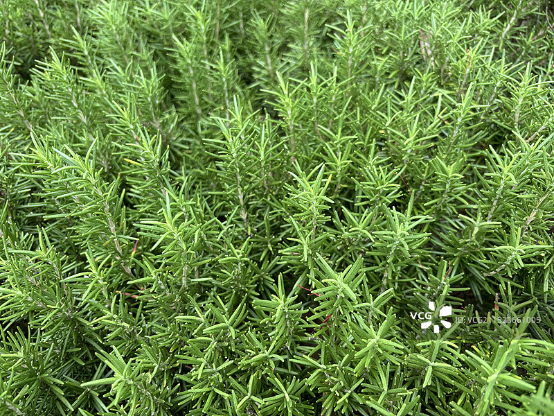 迷迭香图片素材