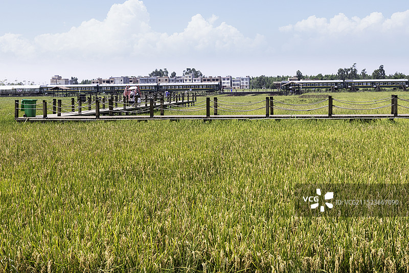 岁岁金秋，今有金秋 ——昆明市沙提村拍摄图片素材