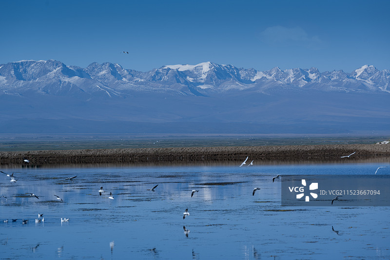 雪山下的天鹅湖图片素材