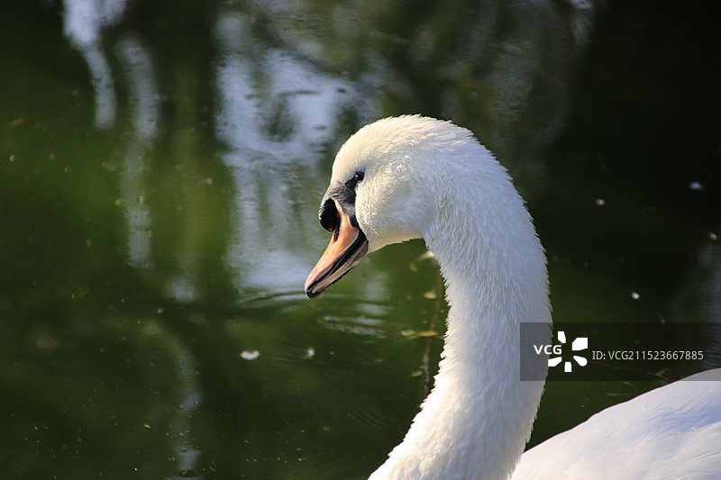 白天鹅诡异的眼神特写图片素材