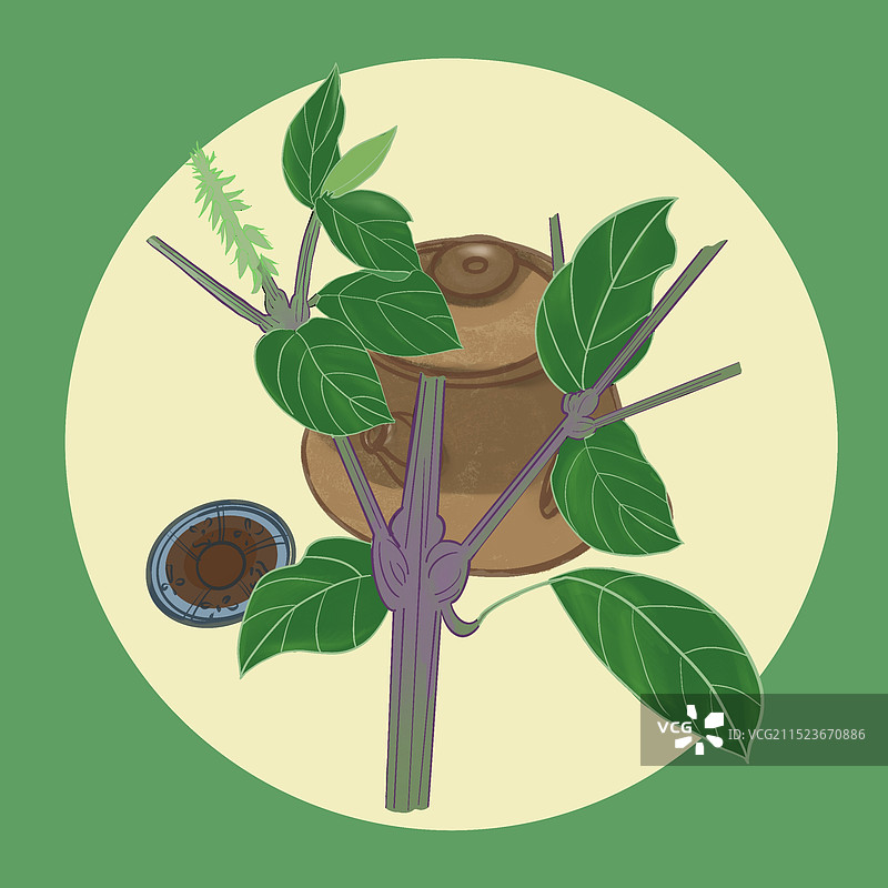 种草药牛膝插画图片素材