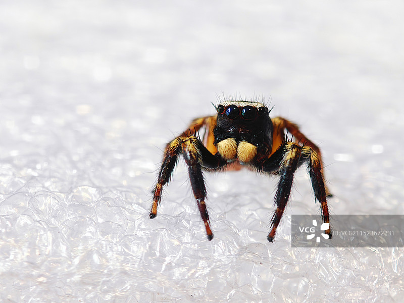 蜘蛛特写图片素材