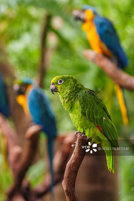 黄冠鹦鹉图片素材