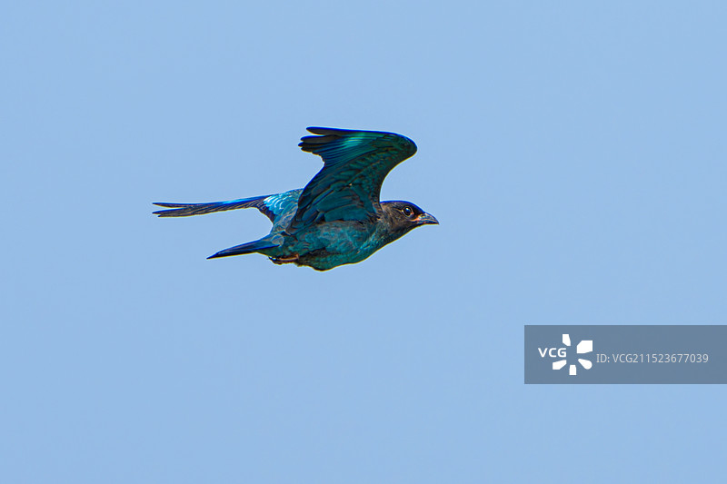 三宝鸟亚成图片素材