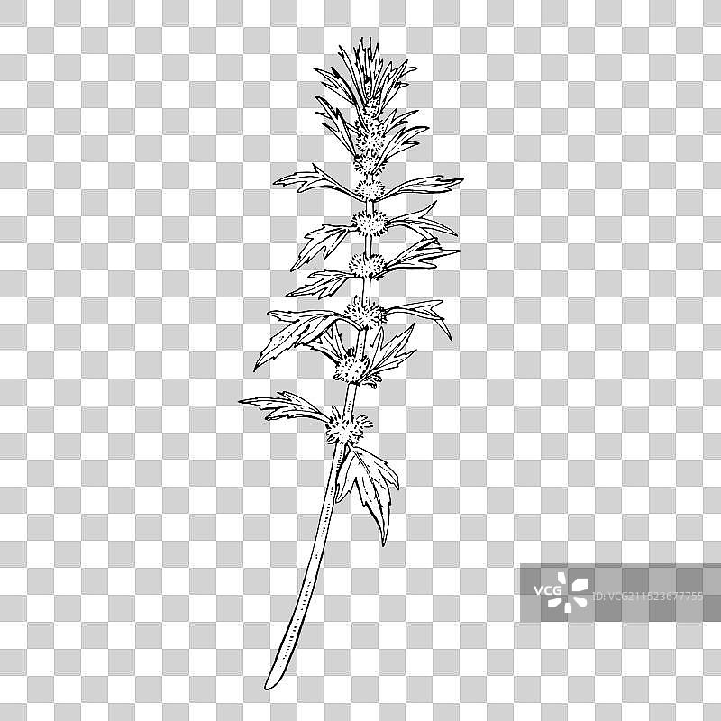 益母草手绘轮廓图片素材
