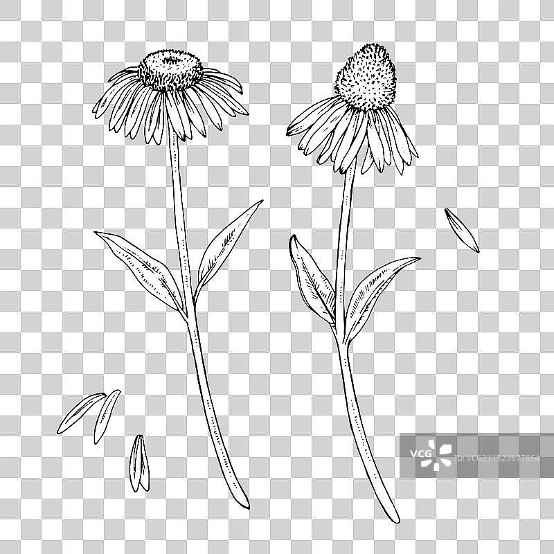 紫锥菊轮廓手绘图片素材