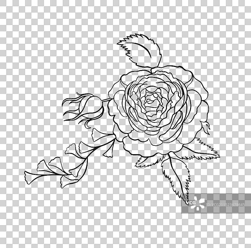 美丽玫瑰牡丹花轮廓填色图案图片素材