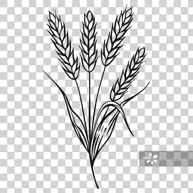 白色背景上的麦穗大麦线条艺术图片素材