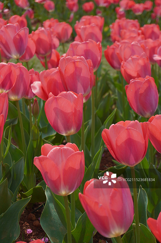 郁金香图片素材