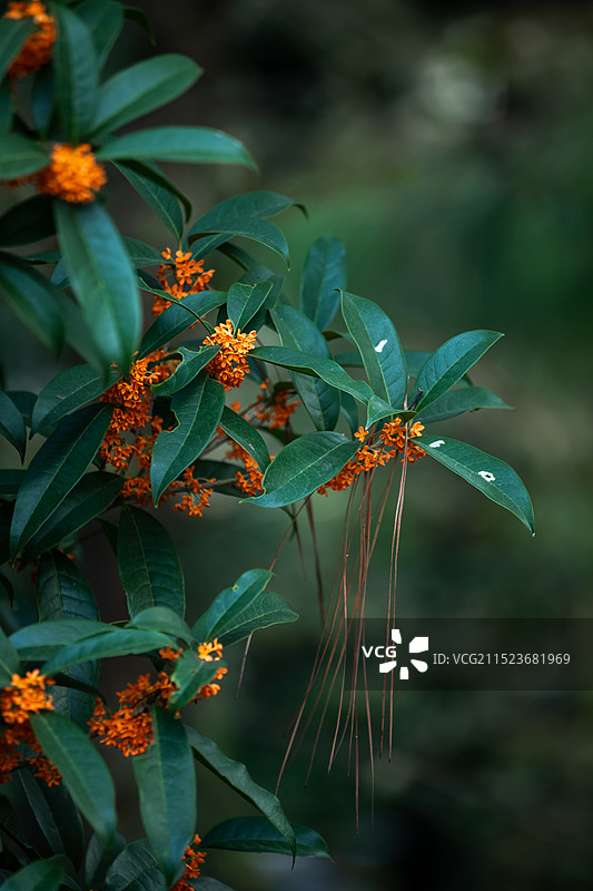 十月桂花盛开季节图片素材