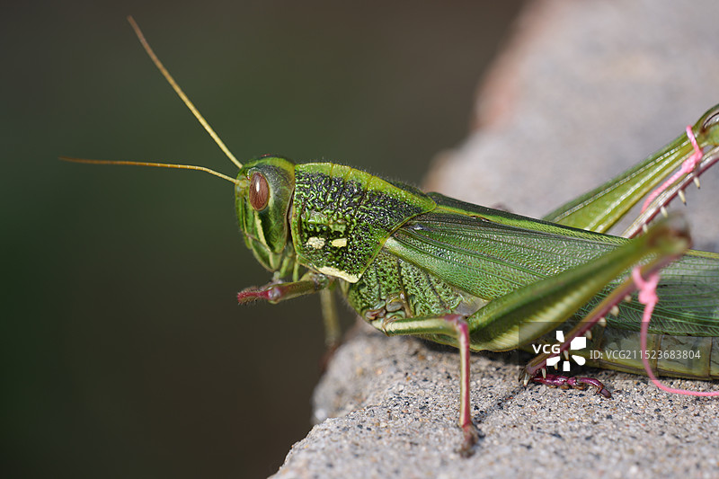 蝗虫图片素材