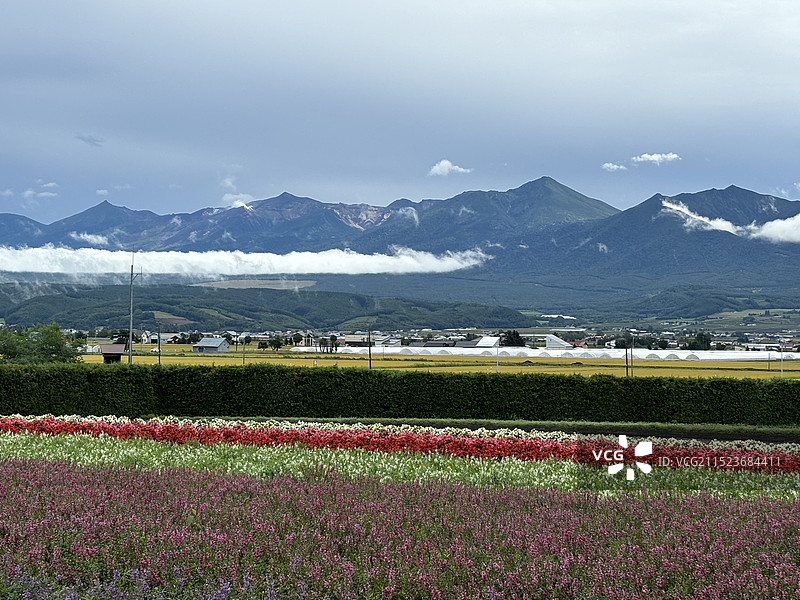 花海，日本北海道田园风光图片素材