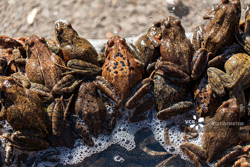 东北野生林蛙图片素材