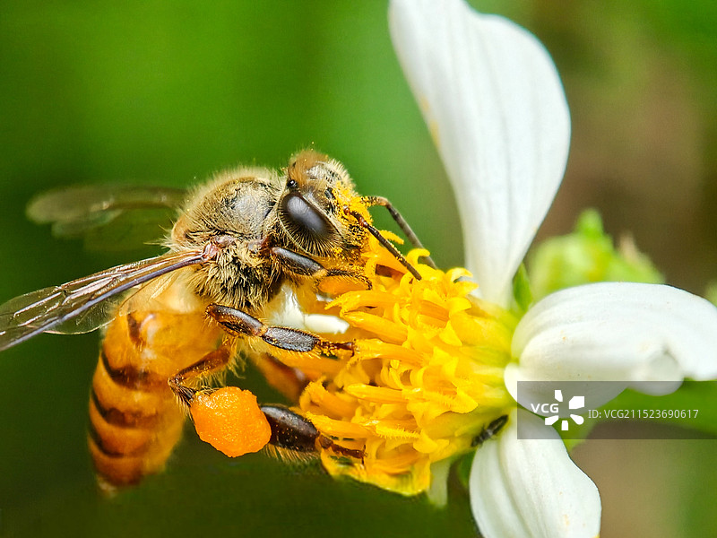 蜜蜂在花上的特写镜头图片素材