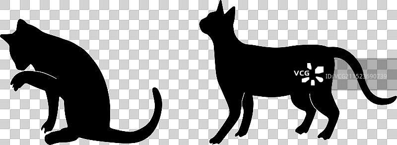 背景中的孤立猫咪图片素材