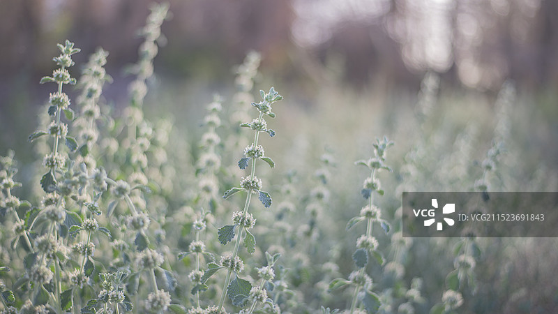 欧夏至草图片素材
