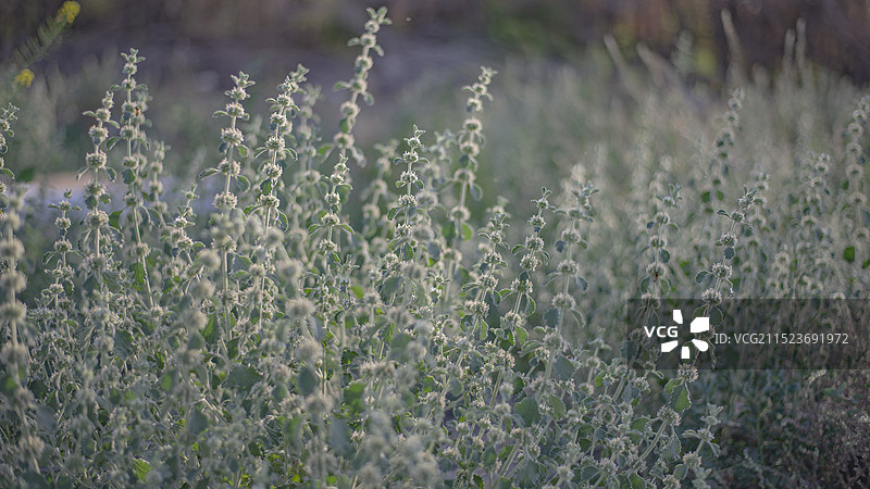 欧夏至草图片素材