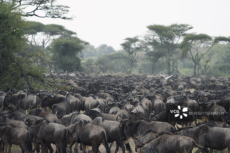 坦桑尼亚国家公园的野生动物们图片素材