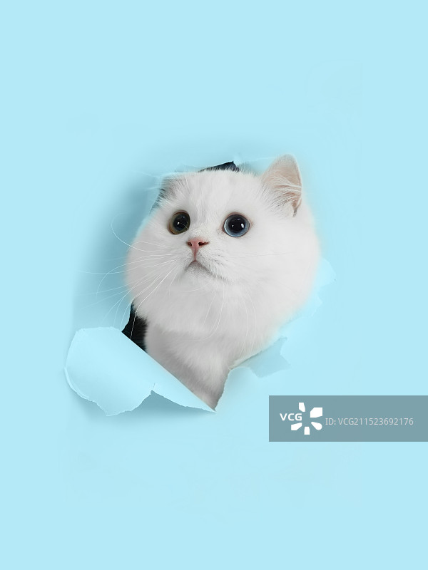 猫咪猫咪图片素材