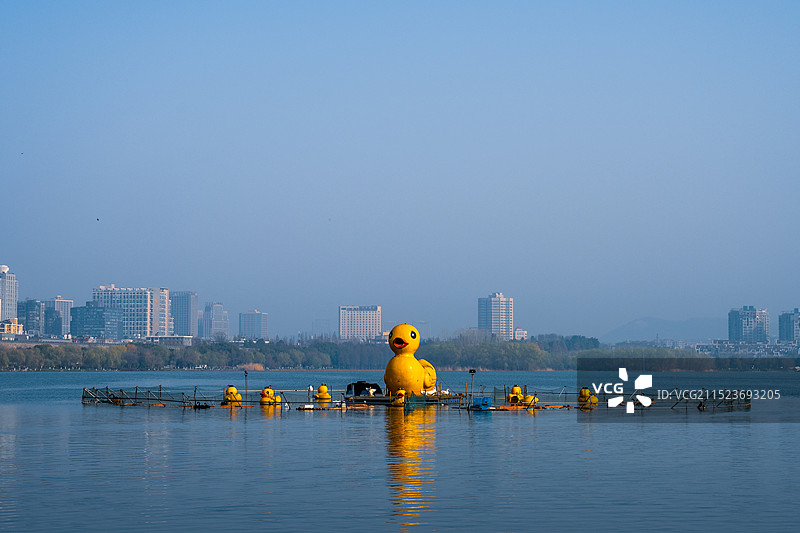 南京玄武湖上的大鸭子图片素材