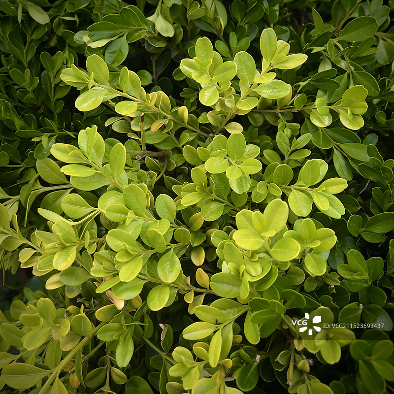 库存里的绿色图片素材