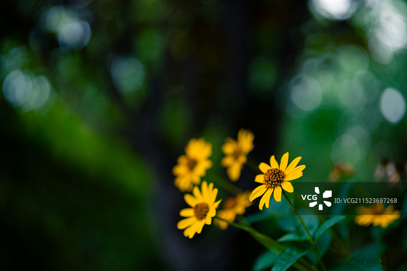 深色背景的黄色菊花图片素材