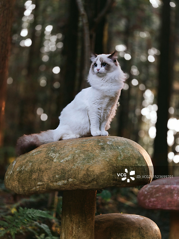 森林里的猫图片素材