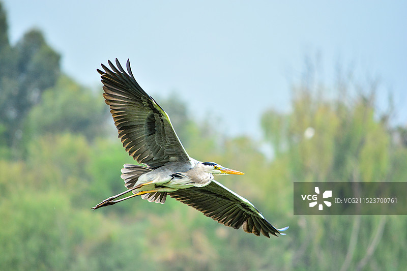 黑冠白颈鹭图片素材