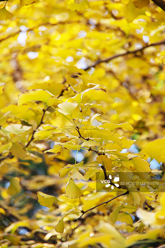 金秋银杏叶图片素材