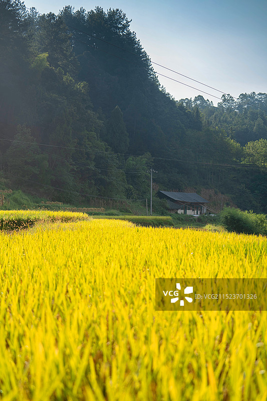 秋日稻田图片素材