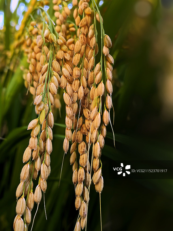 颗粒归仓图片素材