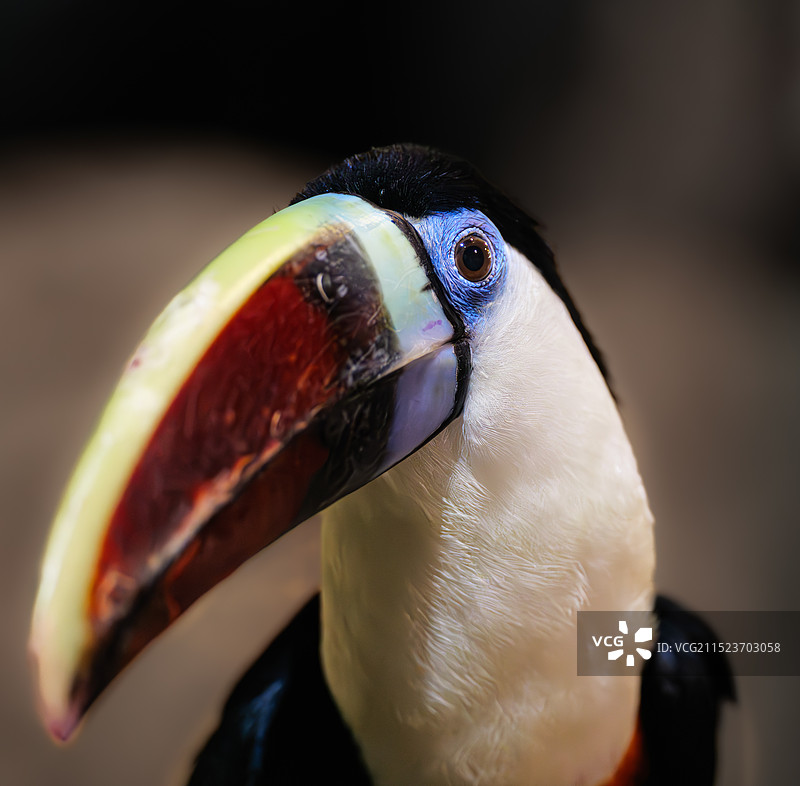 武汉极地海洋公园图片素材