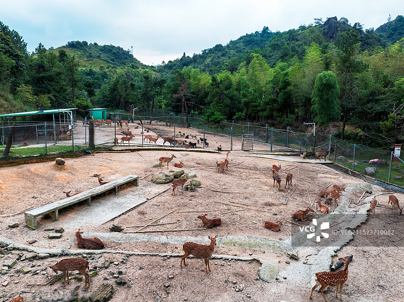 龙岩市上杭县梅花山华南虎园生态旅游景区图片素材