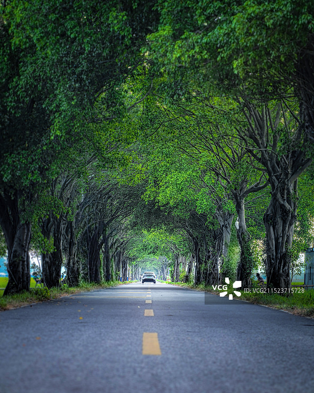 广州增城丝苗米稻田林荫道路图片素材