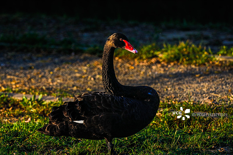 孤独的黑天鹅图片素材
