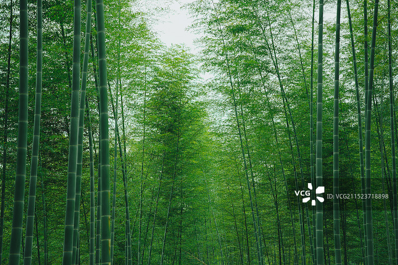 竹林图片素材