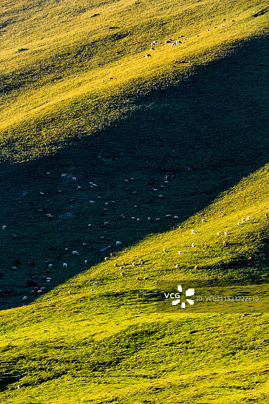 傍晚时分，新疆南天山北线上，白色的羊群在光影里点缀了美丽的草原图片素材