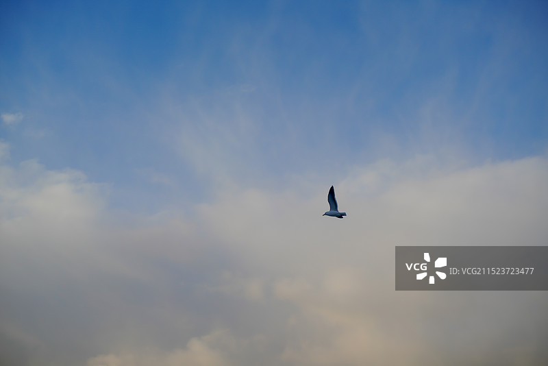 鸟类在天际翱翔图片素材