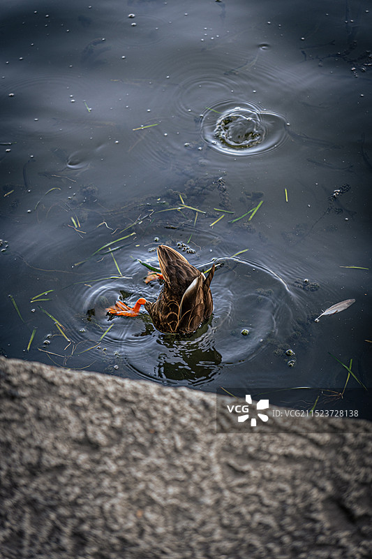 西湖的鸳鸯戏水图片素材