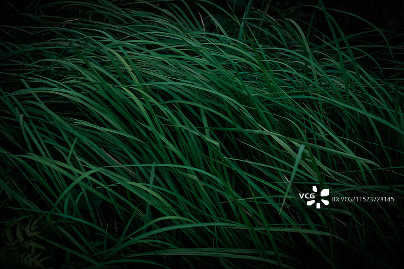风吹伏的草丛图片素材
