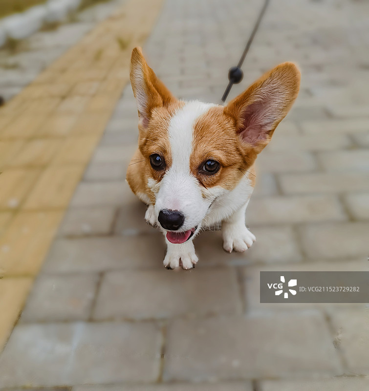 户外柯基犬肖像特写图片素材