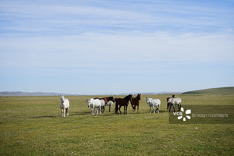 草原上的马图片素材