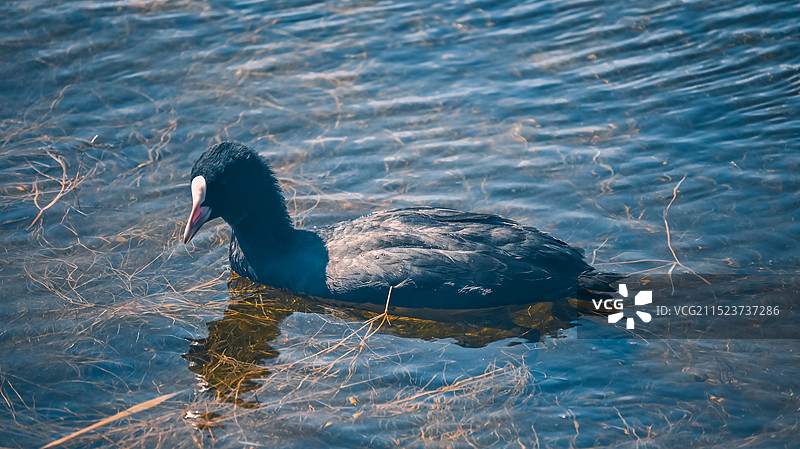 戏水的水鸭子图片素材